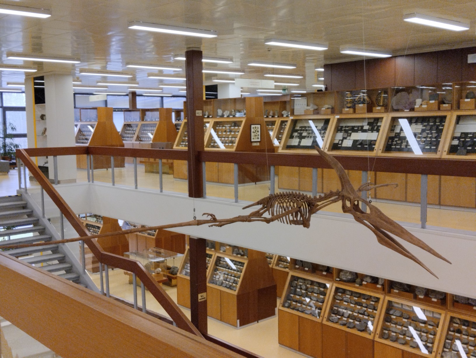 2. patro Sbírka Historické geologie Pteranodon